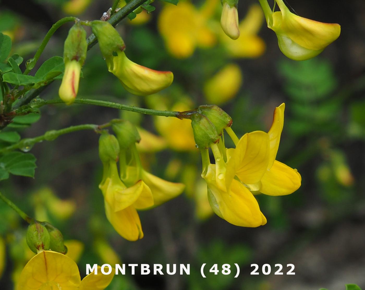 Scorpion Senna flower